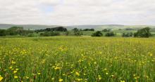 Bowland Buttercups © Sue Lowe