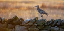 Curlew on a Wall © Jon Brook