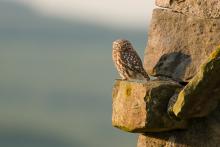 Little Owl  © Tom Wilson 