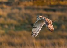 Short-Eared Owl  © Tom Wilson 