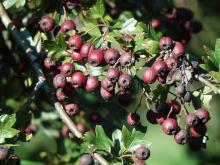 Hawthorn Berries © Bev Woods