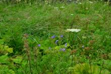 Wonderful diversity of Forest of Bowland meadows © Isabel Miller