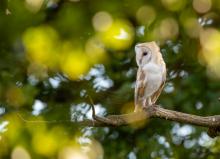 Bokeh Barnie © Mark Harder