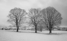 Winter Trees © Sarah Whitwell