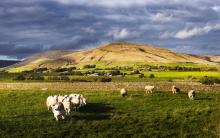 Sheep below Parlick © Mike Coleran