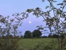 Under the Moon of Love © Julie Berry