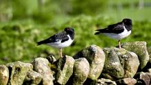 Perfect Symmetry - Oystercatchers © Suzanne Nuttall