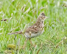 Skylark © Suzanne Nuttall