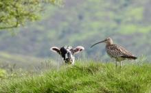 Curlew and the Inquisitive Lamb © Andrew Nuttall