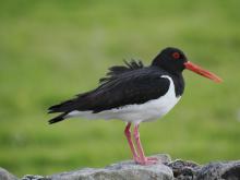 Ruffled Feathers  - Oystercatcher  © Suzanne Nuttall