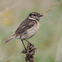 Stone Chat  © Andrew Nuttall