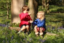 Bluebells © Sarah Whitwell