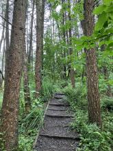 Steps of Lothlorien Woods © Serena Danielle