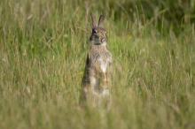 Chomping on the grass © Debra O'Connor