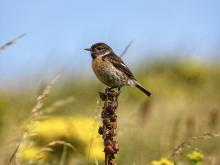 Stonechat  © Andrew Nuttall 