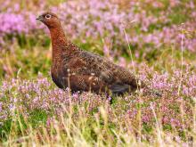 Red Grouse in the heather © Suzanne Nuttall 