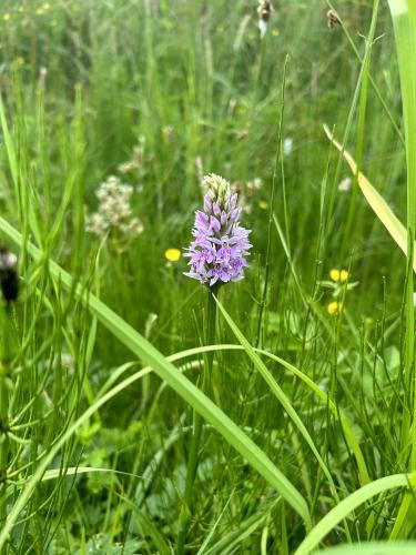 Common spotted orchid - image credit Hetty Byrne